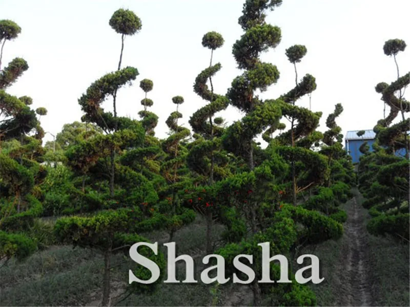 

Hot Selling 50 Pcs Italian Cypress Tree Bonsai(Cupressus Sempervirens ) Popular Hardy Bonsai for Home Garden Planting
