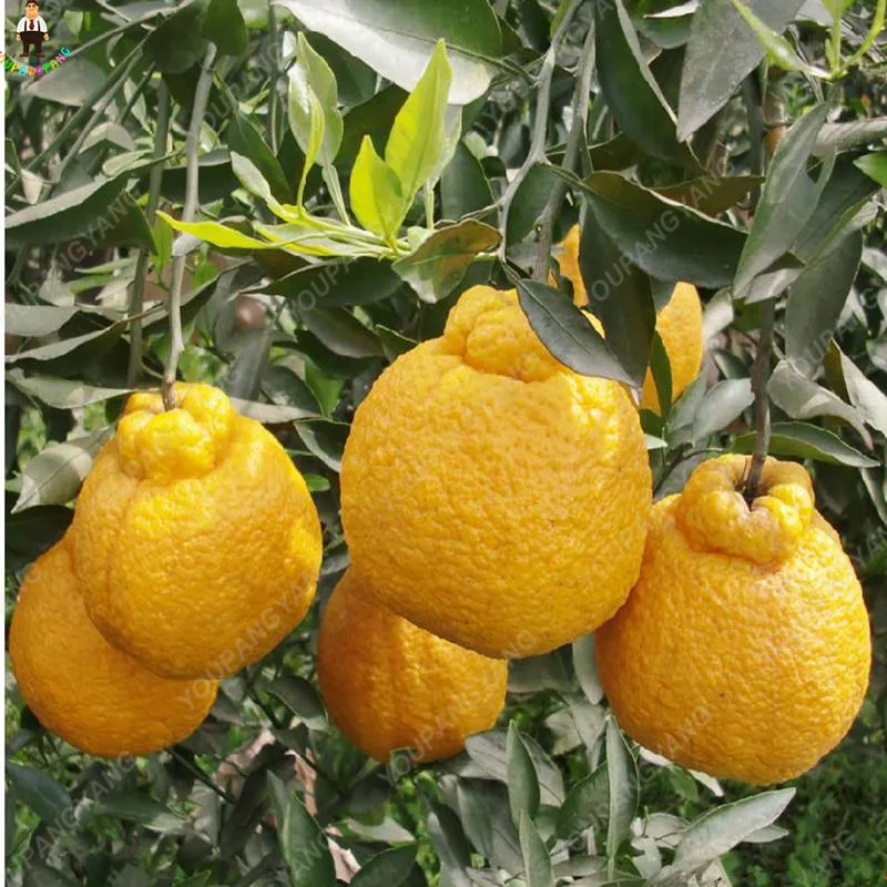 

New Arrival 20PCS Bonsai Orange Potted Edible Tangerine Citrus Fruit Dwarf Orange Tree Indoor Planting Home Garden plantas