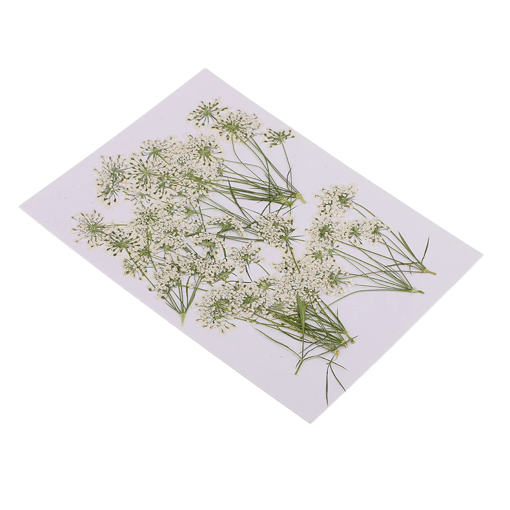 10 Piece Pressed Natural Dried Flowers Lace Flower for DIY Craft Scrapbooking Handmade Home Ornament