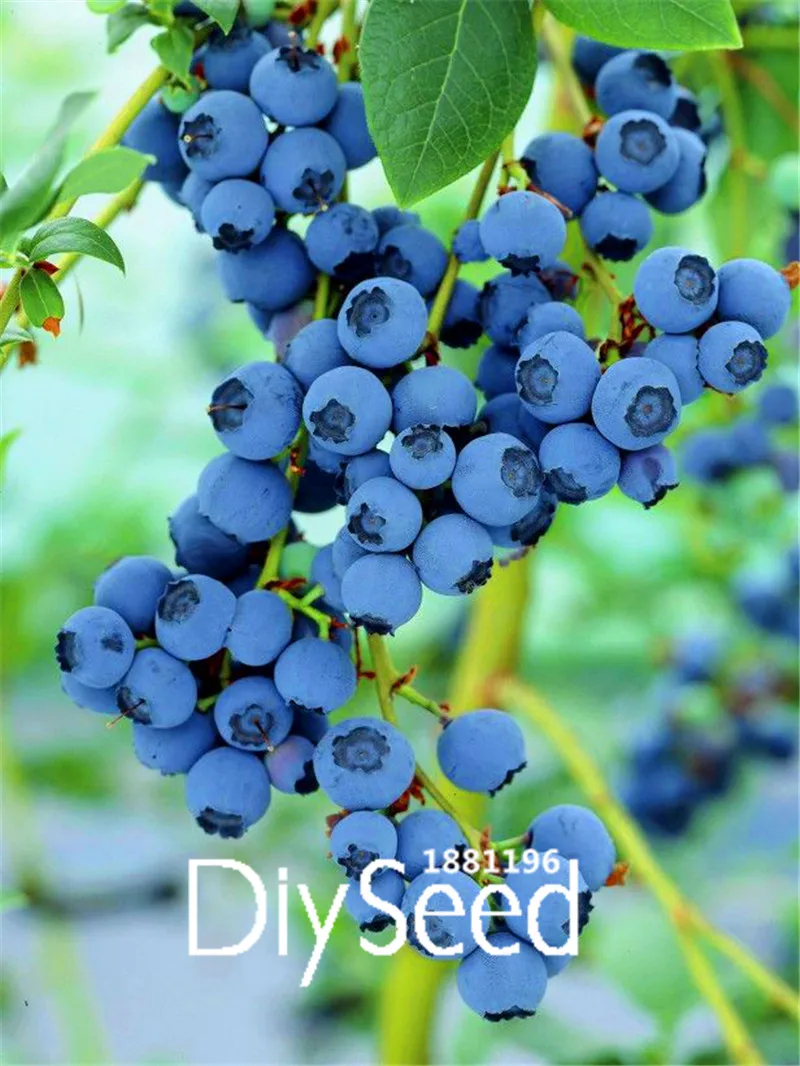 100Pcs Blueberry Tree Seed Fruit Blueberry Seed Potted Bonsai Seeds Plant HOT**