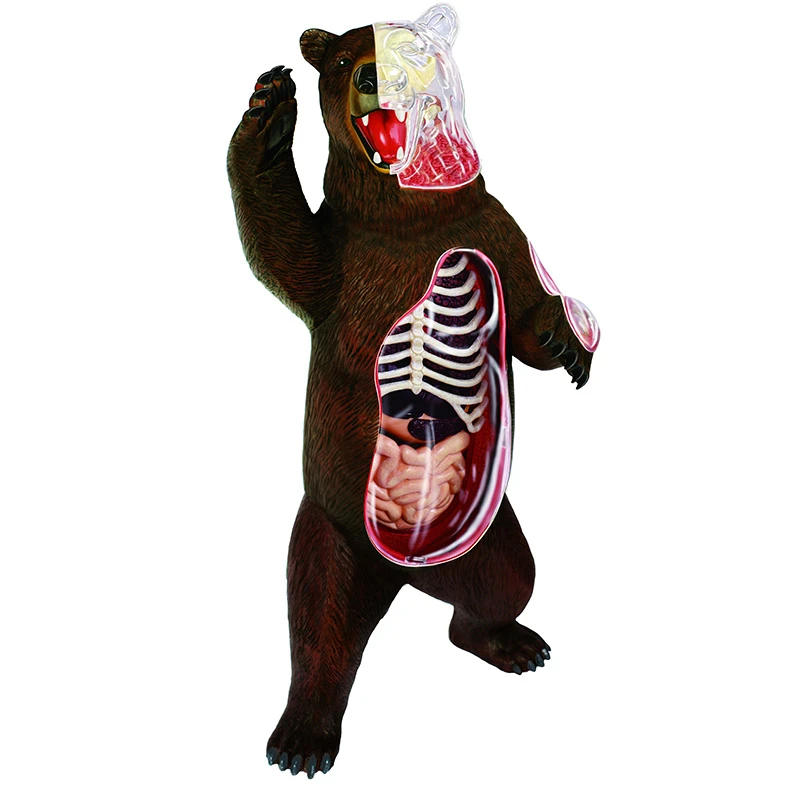 4D черный медведь интеллект сборка игрушка животное орган анатомическая модель медицинская обучение DIY популярная научная техника