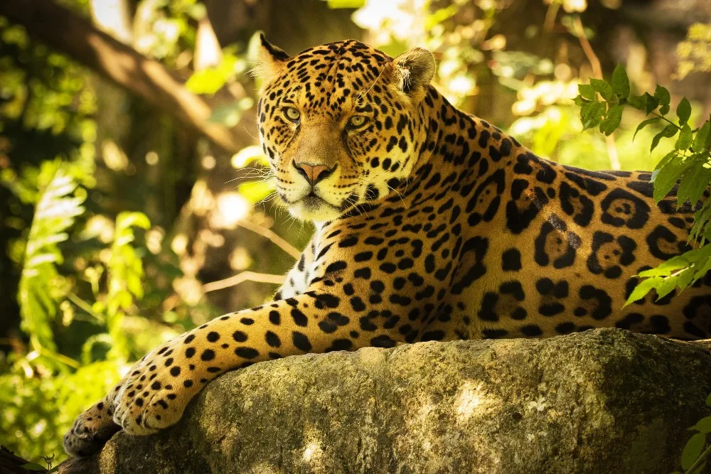 jaguar-lying-down-rock-big-cats-predator-animal-5270 - 