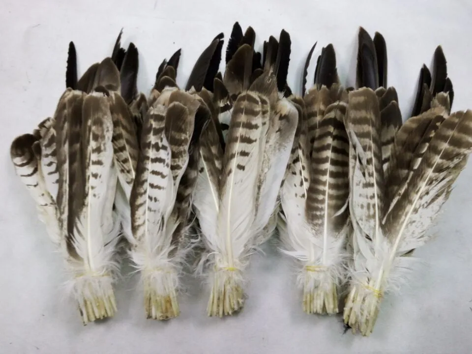 Plumas de águila naturales de gran calidad