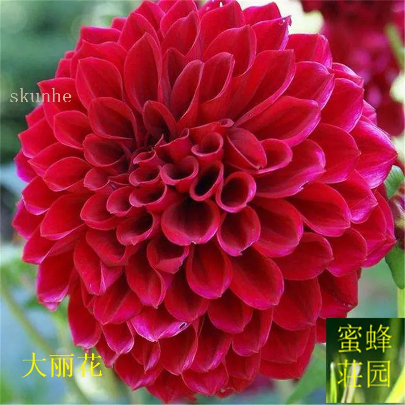 

Dali Flower Dali Ju Tianzhu Peony bonsais Dongyang Chrysanthemum Flower 20Pcs(da li hua)