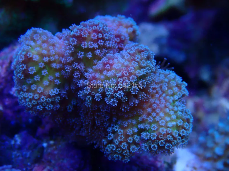 Coral led lamp (3)