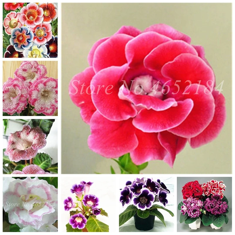 

Bonsai 100 pcs/ bag Imported Gloxinia Plant Outdoor Perennial Sinningia Gloxinia Flower Plants for Home Garden Pot Easy to Grow