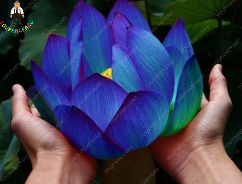 

10pcs Blue Lotus plants Rare Water Lily Flower bonsai Fragrant Oriental Bonsai plants For Home Garden Potted Plants Free Shippi