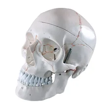 Пронумерованный Размер жизни человеческий череп анатомический Скелет анатомическая Сидящая Модель осанки esqueleto humano Анатомия с протезные зубы