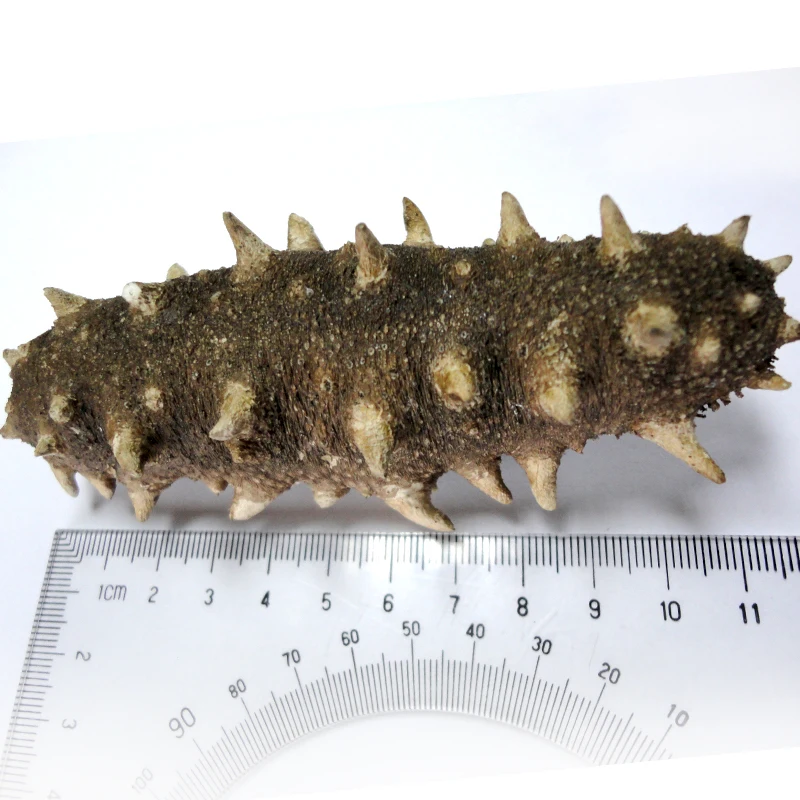 freezedried sea cucumber a single 2.5g dry sea cucumber sea cucumber 7