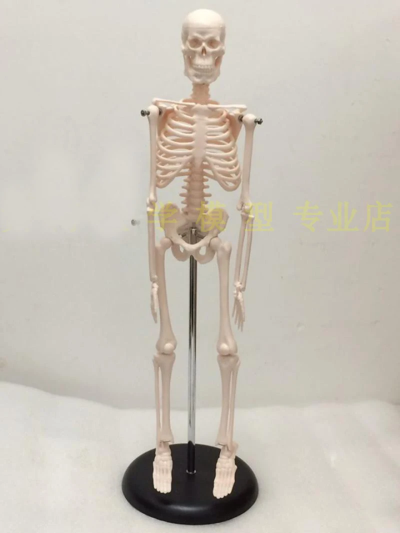 

45cm Human Skeleton Teaching Model Human Anatomical Medical Science Model Joints can be active with Bracket Free Shipping