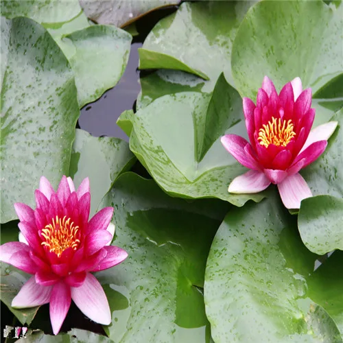 Hot Sale 5 Pcs/Pack Bowl lotus Bonsai Hydroponic Plants Aquatic Plants FlowerPot Lotus Water Lily plant Bonsai Garden