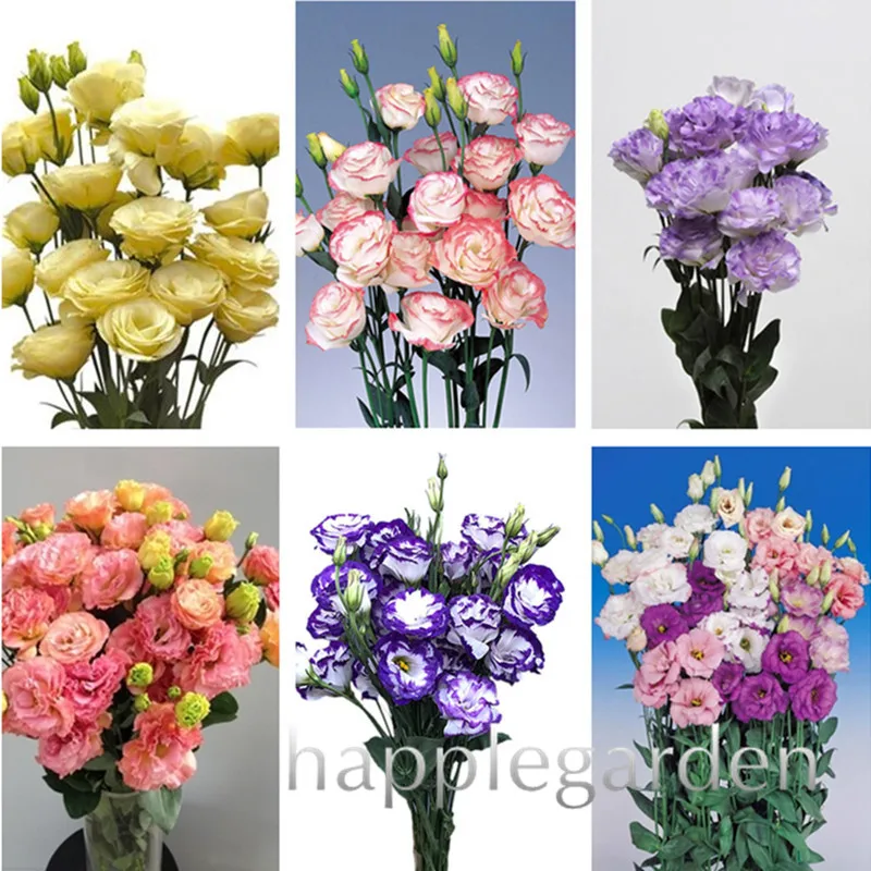 

Hot sale! 200 Pcs Rare Eustoma bonsai Perennial Flower plants Balcony Potted Flowers Bonsai Lisianthus For Home Garden Planting