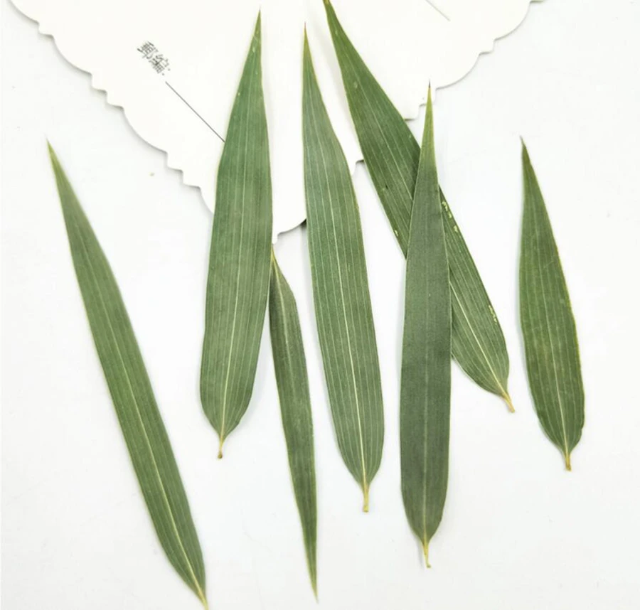 60pcs Pressed Dried Green Bamboo Leaf Leaves Flower Plant Herbarium For Jewelry Postcard Invitation Card Phone Case Bookmarkdiy Artificial Dried Flowers Aliexpress
