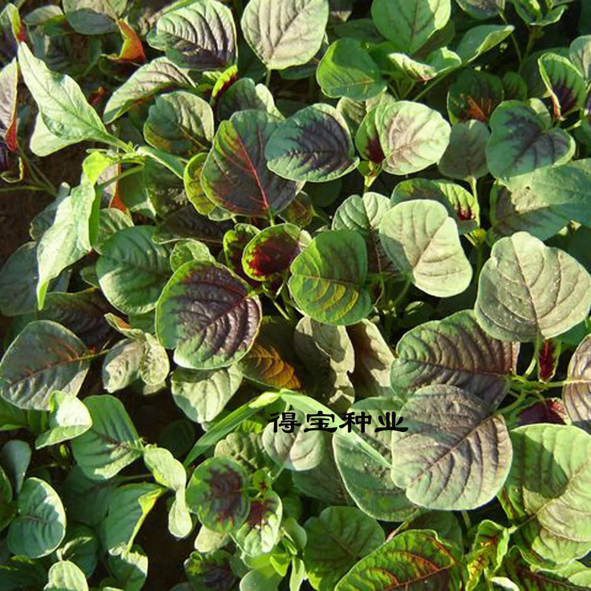 Top Fashion Sale Virgo Sementes Terrace Amaranth bonsai Courtyard Vegetables Vegetable Fruit Rapebonsai Meal Longevity 100pcs-in Bonsai from Home & Garden - Realistic Art Flower Top Fashion Sale Virgo Sementes Terrace Amaranth bonsai Courtyard Vegetables Vegetable Fruit Rapebonsai Meal Longevity 100pcs-in Bonsai from Home & Garden - Realistic Art Flower