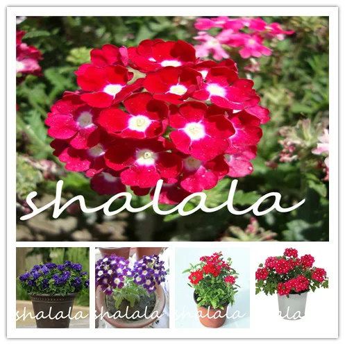 

100pcs/bag colorful Verbena bonsai perennial verbena hybrida garden Hydrangea Verbena balcony ornamental flowers