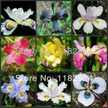 Freeship 100pcs Mix-color Flag Iris Seeds — Bonsai Butterfly Phalaenopsis amabilis Flower plant seeds