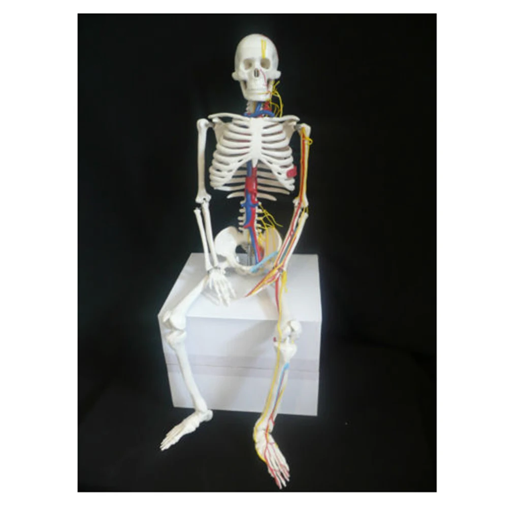 42cm Human Children Body Skeleton Model & 85cm Skeleton Bone Model with Heart Vessel School Anatomical Models Teaching Aids
