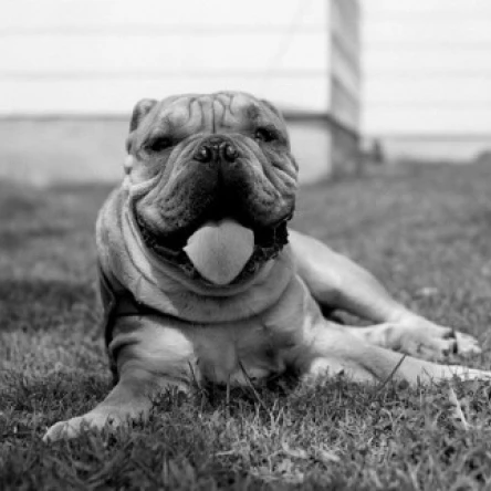 Portrait of dog Poster Print (18 x 24)