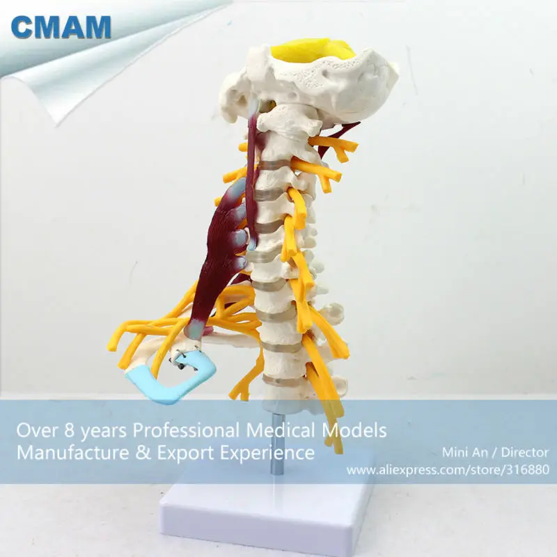 12385 CMAM-VERTEBRA02 Luxury Life-size Cervical Muscle and Nerve Model,Spine/Vertebrae Models > Cervical Vertebra