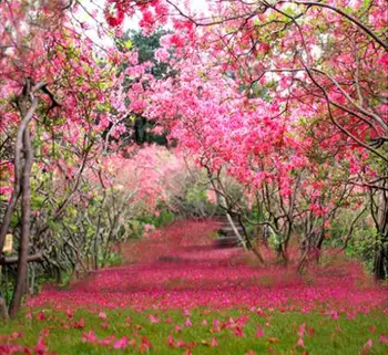 

LIFE MAGIC BOX Photography Backdrops Plum Tree A Way Off The Petals Background Cm-6258