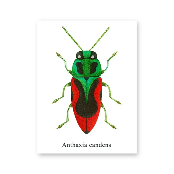 水彩カブトムシイラストプリント甲虫昆虫ポスターホームルーム壁の芸術の装飾教育キャンバスの絵 絵画 書道 Aliexpress