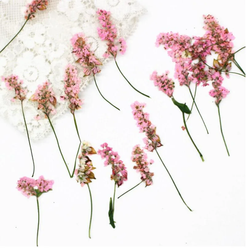 120 шт прессованный высушенный 4-6 см розовый цветок гречихи гербарий из растений для ювелирных изделий открытка с пригласительным билетом чехол для телефона Закладка сделай сам