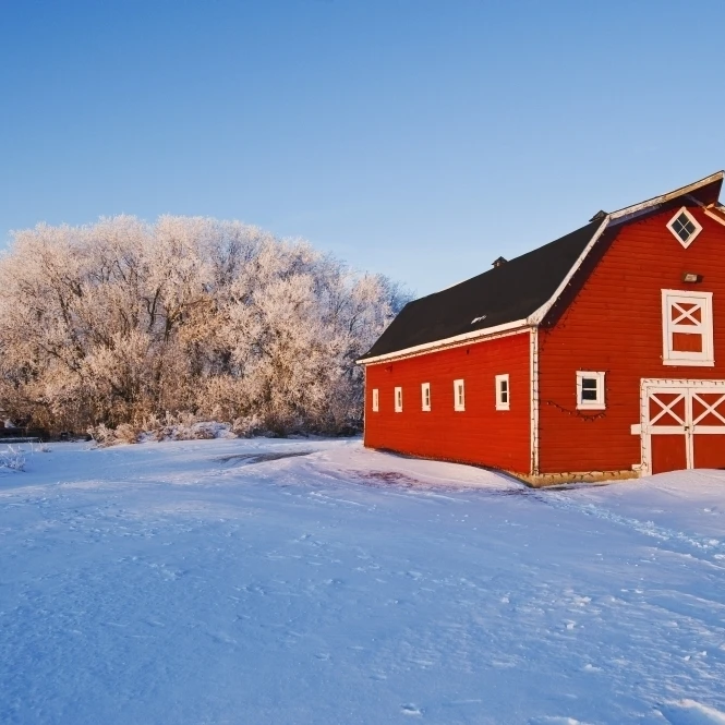 Red Barn  Winter  Near Oakbank  Manitoba  Canada Poster Print (18 x 12)