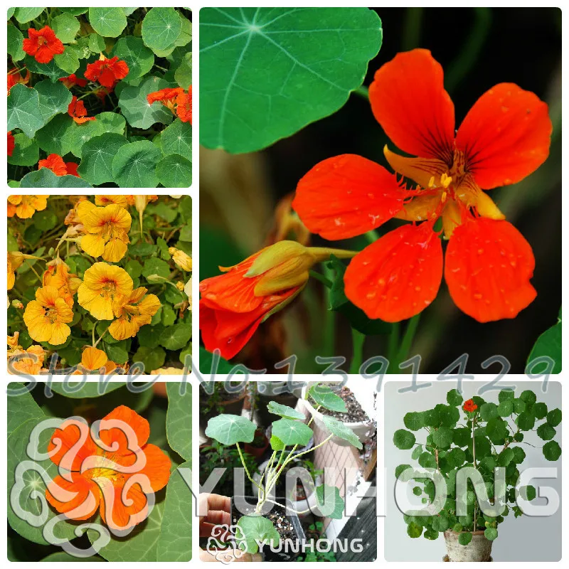 

100% Genuine! Nasturtium Bonsai Easy Planting flower Hanging Plants New Garden Plant 10pcs Fresh Colorful Tropaeolum majus