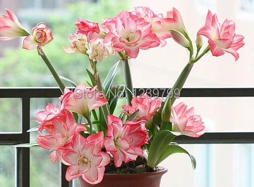 Củ hoa Shocking hồng 2 bóng đèn amaryllis hạt giống Sementes De Flores bóng  đèn amaryllis Casa E Jardim Garden Trang chủ món quà trang trí|decorative  gift wrap paper|decorative gift bowsgift wrapping