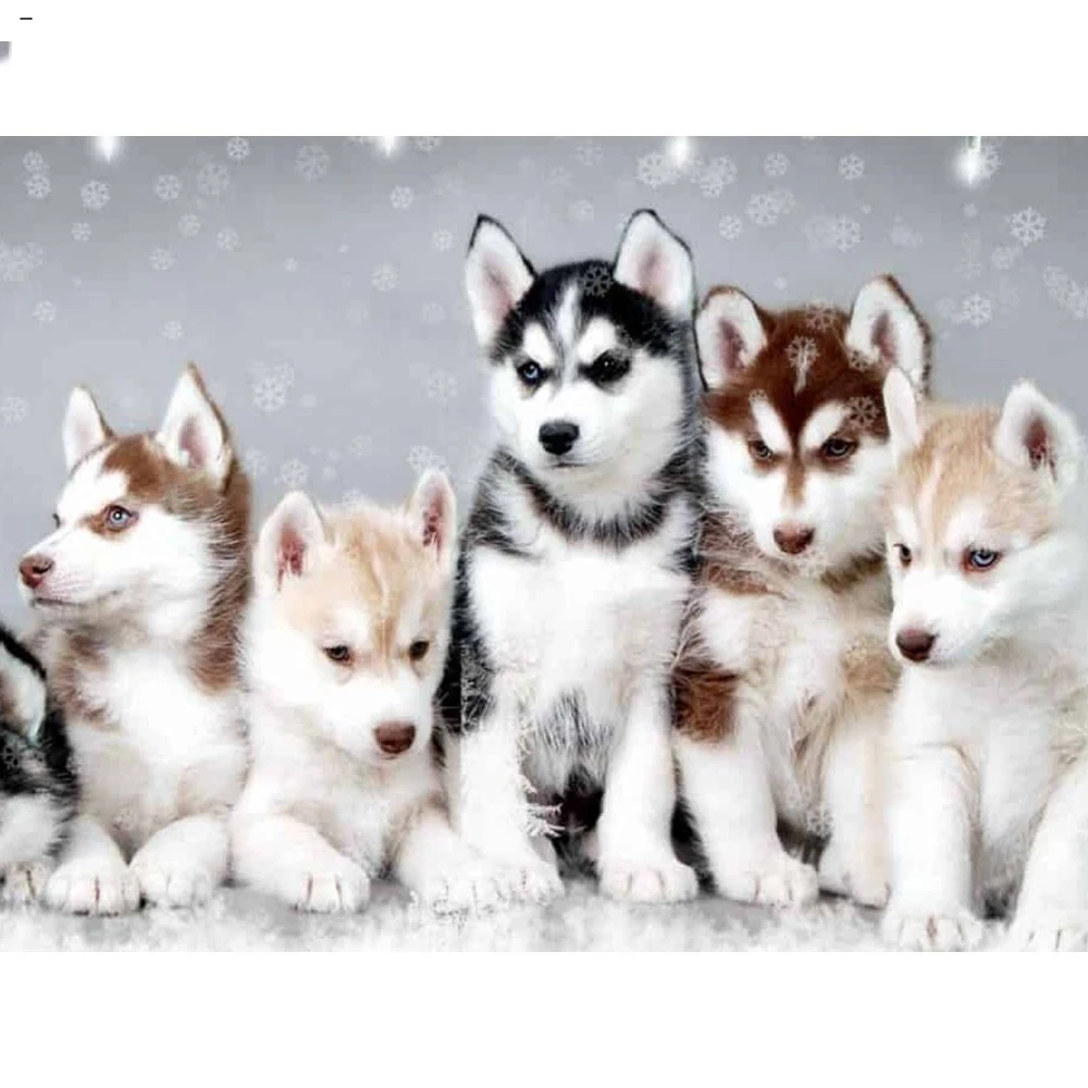 

5D Diamond Painting Dog Full Square Diamond Mosaic Animal Diamond Embroidery Sale ,HUACAN handcrafts Christmas,home decoration