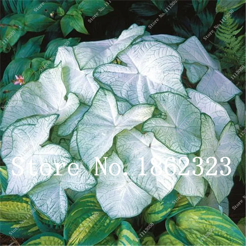 

2018 Promotion Real Indoor Plants 50 Pcs / Pack, Potted Plant Thailand Caladium Collection, DIY Home Garden &bonsai Plant