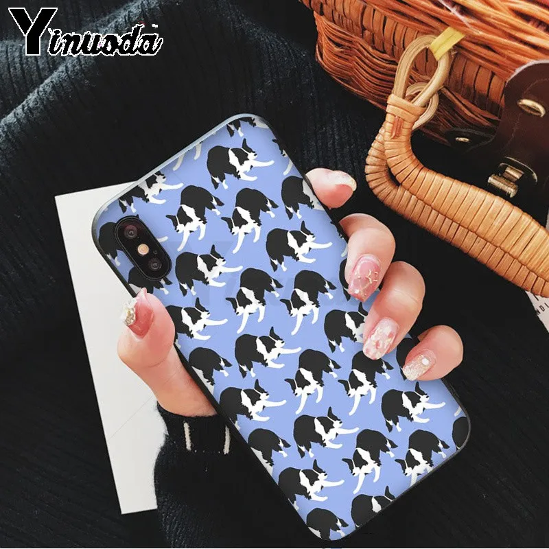 cute Border collie Dog