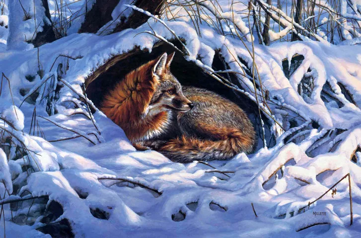 Winter animal foto koop goedkope winter animal foto loten van ... Woonkamer decoratie winter