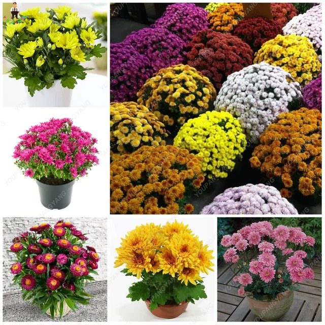 200 pz Terra-cover giardino crisantemo fiore perenne bonsais flores margherita p 200 pz Terra-cover giardino crisantemo fiore perenne bonsais flores margherita p
