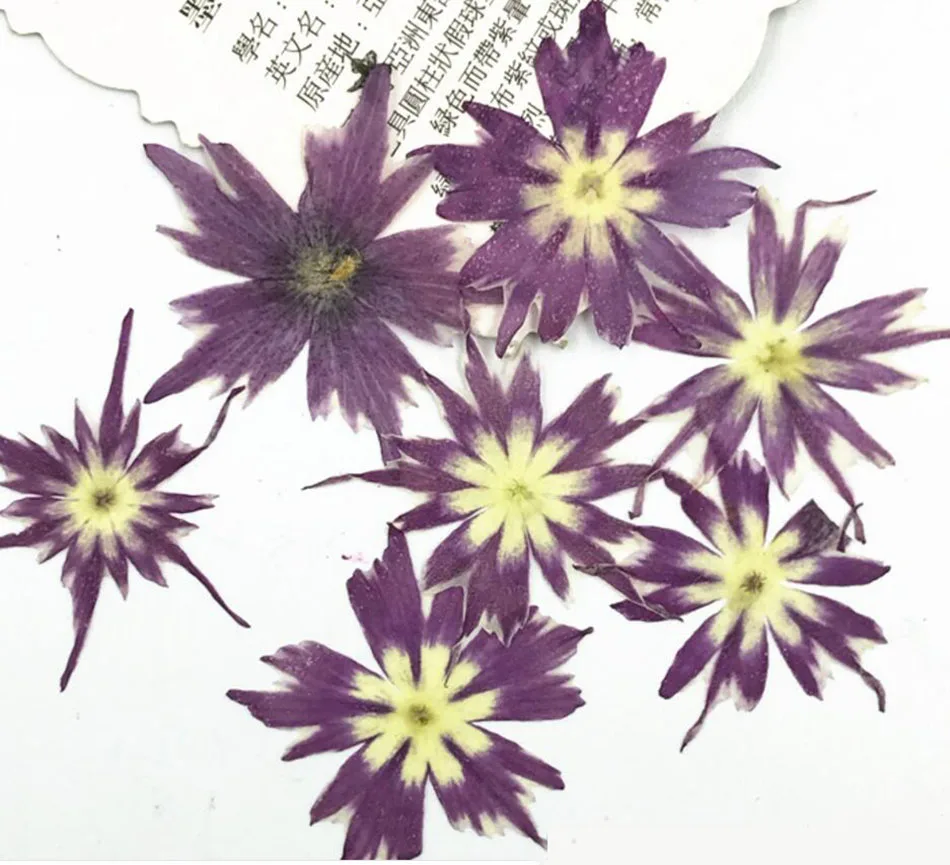 60pcs прессованный высушенный 2-3cm Phlox Subulata L. Цветочная фотография для ювелирных