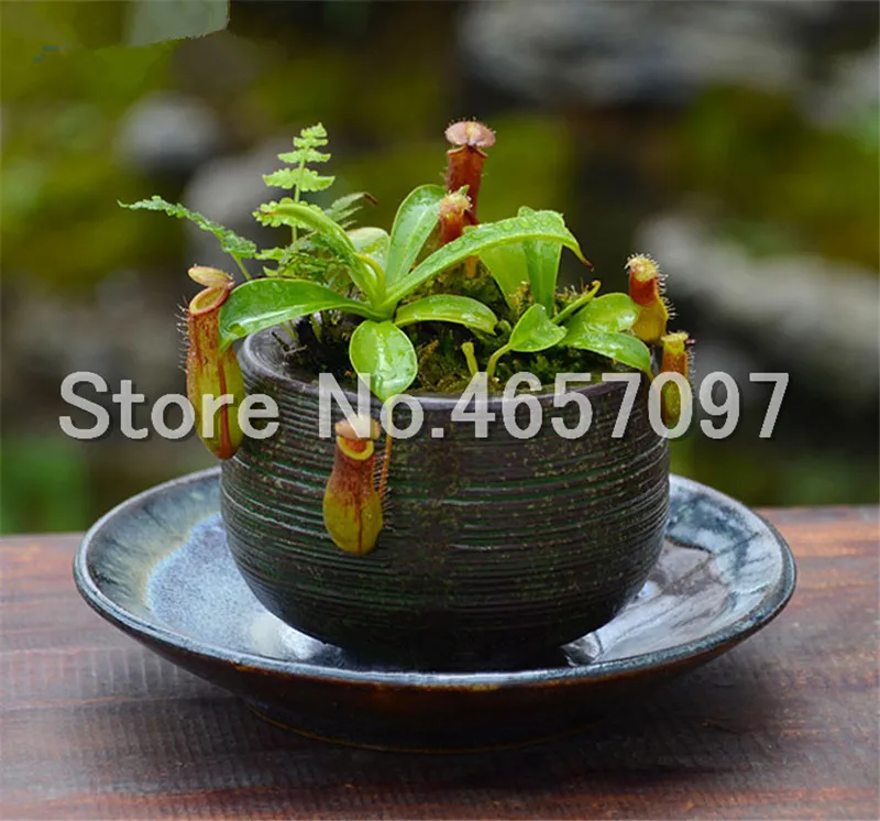 300 pcs/lots Dionaea Muscipula Giant Clip Venus Flytrap Plant Multifarious Nepenthes Carnivorous Plant Bonsai tree for Garden 300 pcs/lots Dionaea Muscipula Giant Clip Venus Flytrap Plant Multifarious Nepenthes Carnivorous Plant Bonsai tree for Garden
