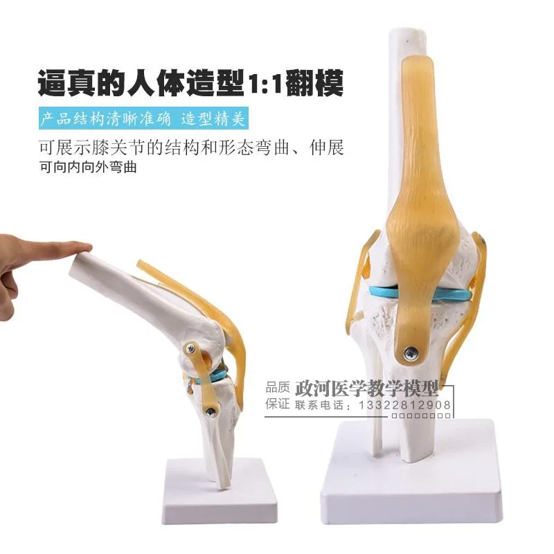 

Human knee function model bone skeleton model