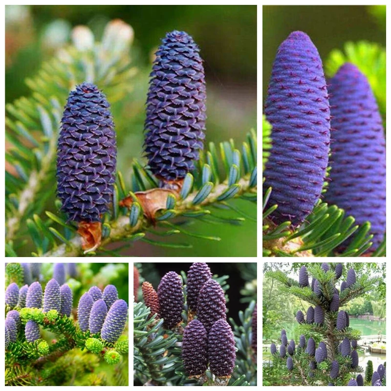 

50 Pcs Korean Fir Abies Koreana Bonsai Flower Bonsai Plant DIY Home Garden Rare Purple Tree Bonsai For Home Garden Planting