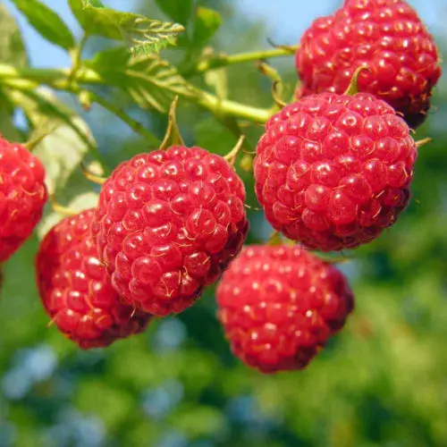 

Sweet Raspberry 50 " Very Sweet and Juicy