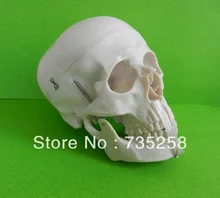 Life-Size Skull Model , A 1:1 Model of the Skull Simulation Model of the Skull