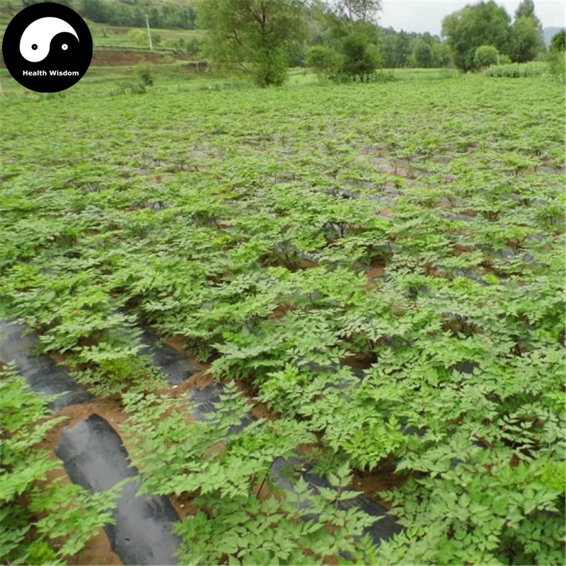 

Buy Real Angelica Sinensis Semente 400pcs Plant Dong Quai For Herbal Dang Gui