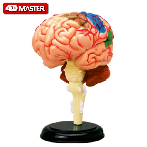 4D мастер собрать человеческое тело Зомби Скелет Череп для изучения анатомии мозга сердце туловище mkd52 анатомическая модель головоломка медицинская наука игрушки