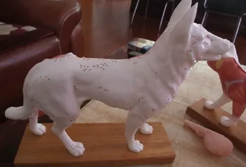 

dog Anatomical model dog acupuncture point model animal model dog model