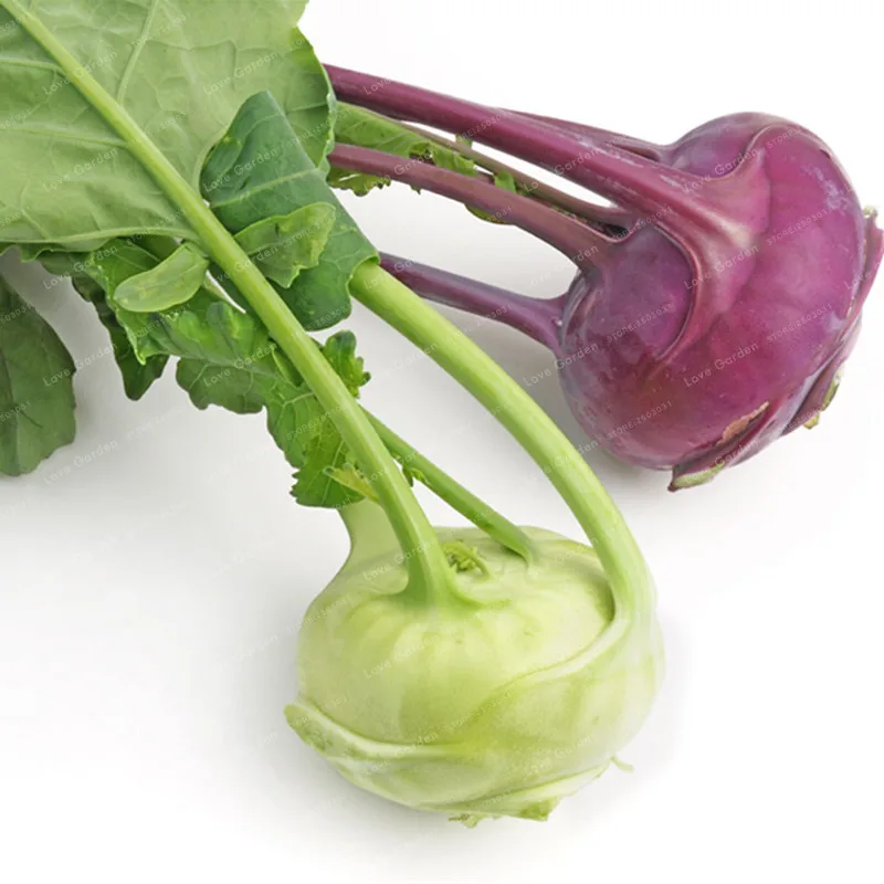 

100 Pcs Kohlrabi Bonsai Brassica Oleracea Cold Resistant Organic Fresh Vegetable Bonsai DIY Bonsai Plant Home Garden
