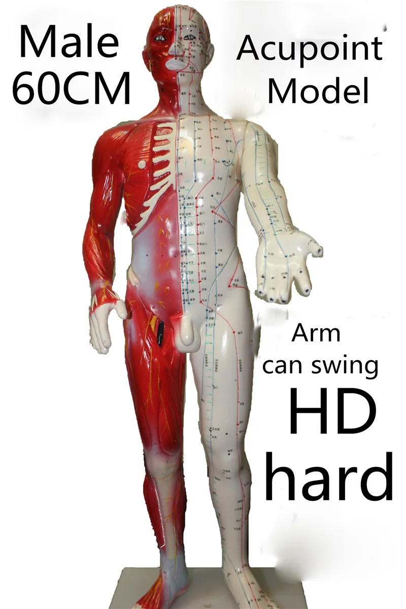 HD hard 60 cm Male Human Acupuncture Acupoint Model Muscle Anatomy Body Point Acupoints | Красота и здоровье