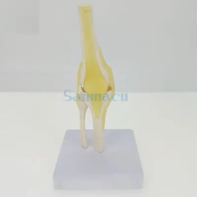 1/2 Life Size Knee Joint Anatomical Model Skeleton Human Medical Anatomy for Science Teaching | Канцтовары для офиса и дома