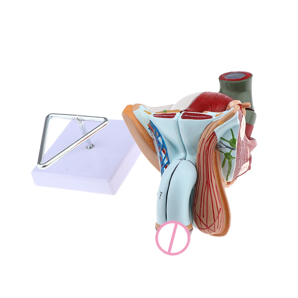 1:1 Male Genital Testis Scrotum Anatomical Model Genitourinary Medicine School Student Teacher Teaching Aids Lab Supplies