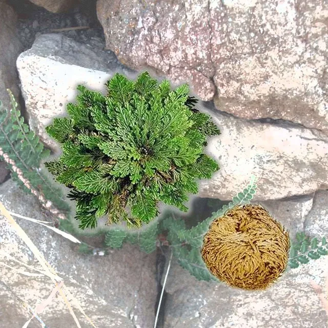 Nowe magiczne zmartwychwstanie roślin Róża Jericho Dinosaur roślin Air Fern Selaginella Moss tanie i dobre opinie JINGYANGBEI Suszone kwiaty Rose Boże narodzenie Głowa kwiatka Sztuczny kwiat Pokaż kwiat Kształt liści Nowe magiczne zmartwychwstanie roślin Róża Jericho Dinosaur roślin Air Fern Selaginella Moss tanie i dobre opinie JINGYANGBEI Suszone kwiaty Rose Boże narodzenie Głowa kwiatka Sztuczny kwiat Pokaż kwiat Kształt liści