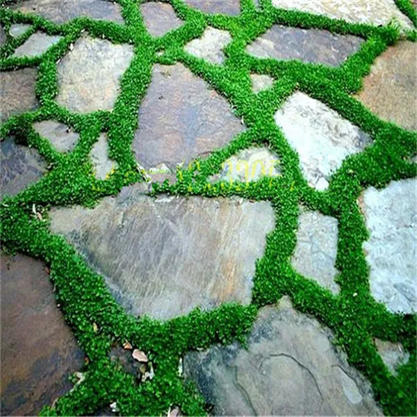 300 Pcs Japanese Forest Grass lawn, Perennial Evergreen Lawn bonsai plant, Beautiful Garden Ornamental Plant, Easy to Grow 300 Pcs Japanese Forest Grass lawn, Perennial Evergreen Lawn bonsai plant, Beautiful Garden Ornamental Plant, Easy to Grow