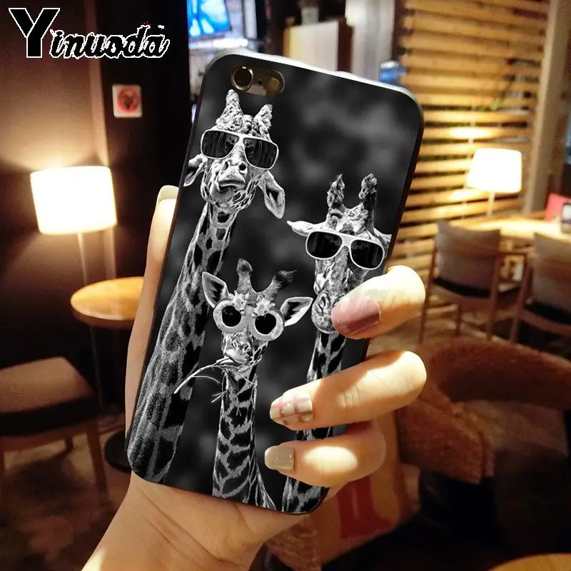 cow alpaca zebra giraffe